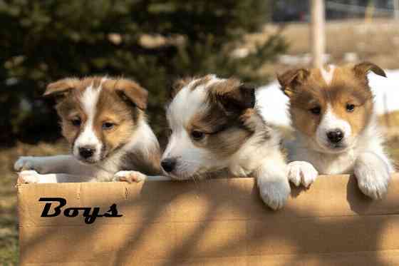 Reinrassige Sheltie-Welpen Berlin