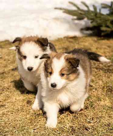 Reinrassige Sheltie-Welpen Берлин