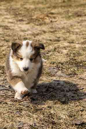 Reinrassige Sheltie-Welpen Berlin