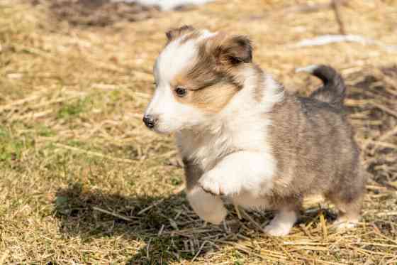 Reinrassige Sheltie-Welpen Berlin