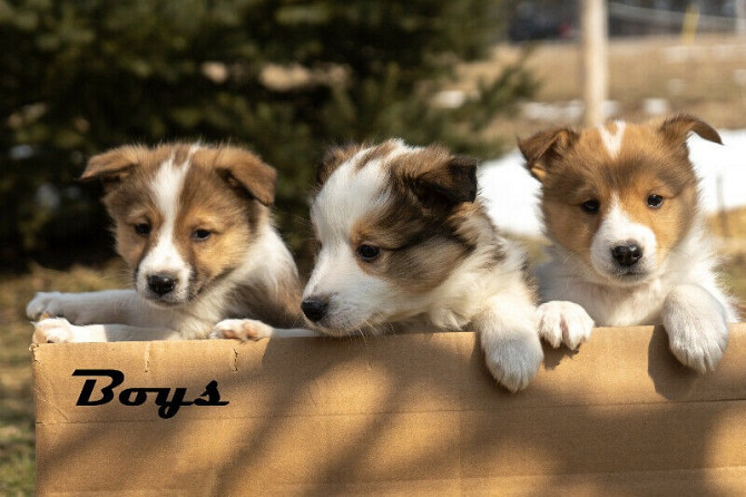 Reinrassige Sheltie-Welpen Berlin - photo 2