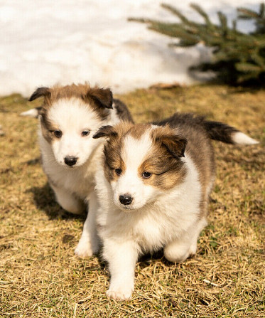 Reinrassige Sheltie-Welpen Берлін - изображение 1