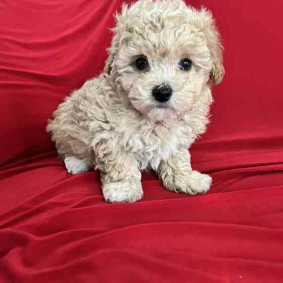 Wunderschöne Maltipoo Mädchen und Jungen Dresden