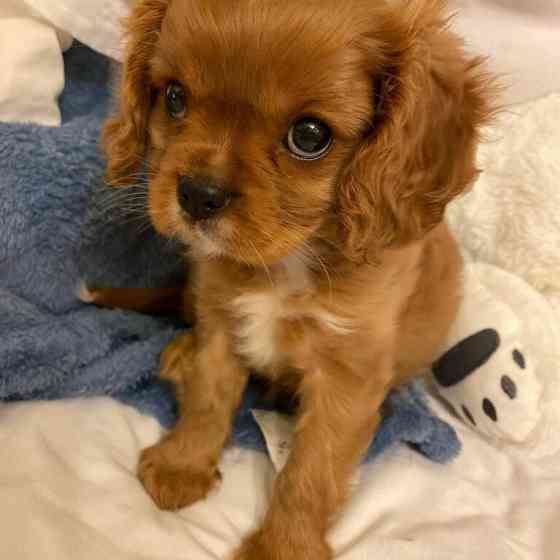 Cavalier King Charles Spaniel Welpen, männlich und weiblich München