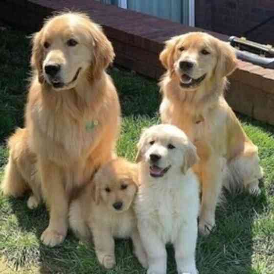 Golden Retriever-Welpen bereit für ihr neues Zuhause. Wiesbaden