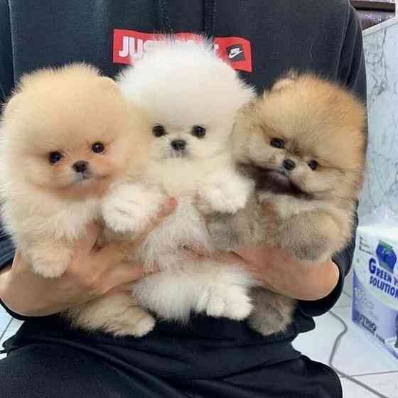 Schöne Pomeranian-Welpen für ein gutes Zuhause Saarbrücken