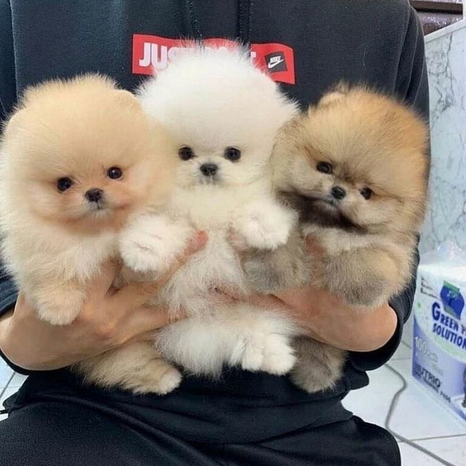 Schöne Pomeranian-Welpen für ein gutes Zuhause Саарбрюккен - изображение 1