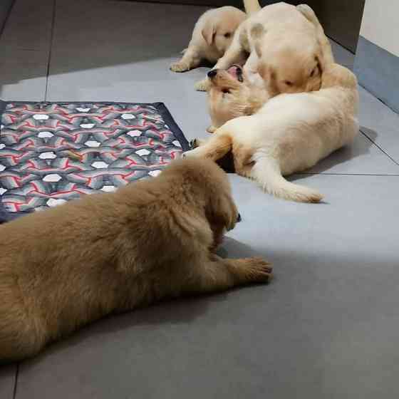 Reinrassige Golden Retriever Welpen Bremen