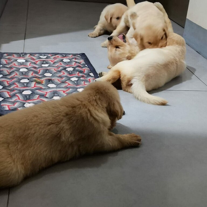 Reinrassige Golden Retriever Welpen Bremen - изображение 1