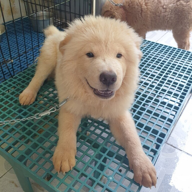 Chow-Chow – 3 Monate alt – vollständig von einem zugelassenen Tierarzt gegen Tollwut geimpft Duesseldorf - photo 1