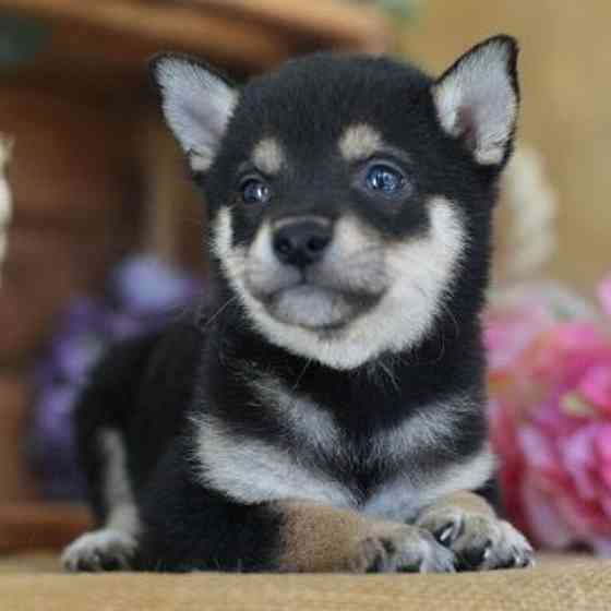 Shiba Inu Welpen jetzt verfügbar Duesseldorf