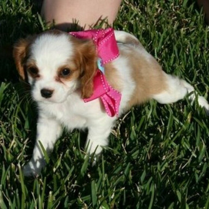 Cavalier King Charles Spaniel Welpen Hannover - photo 1