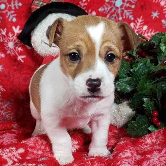 Wunderbare, gesunde Jack Russell-Welpen Düsseldorf