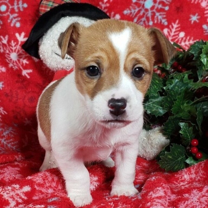 Wunderbare, gesunde Jack Russell-Welpen Duesseldorf - photo 1