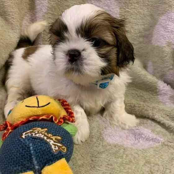 Shih Tzu-Prinzen und -Prinzen zur Neuvermittlung Вісбаден