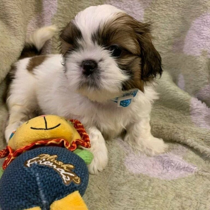 Shih Tzu-Prinzen und -Prinzen zur Neuvermittlung Wiesbaden - изображение 1