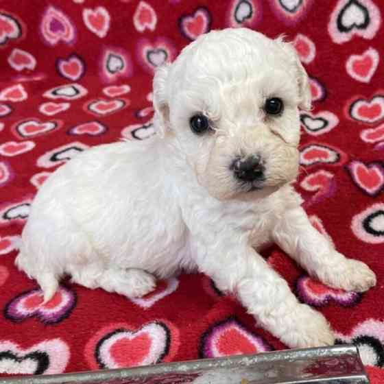 Gesunde Bichon Frisé-Welpen Wiesbaden