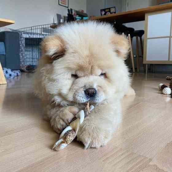 Chow-Chow zu verkaufen Hannover