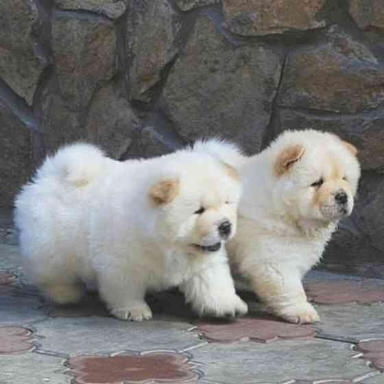 Chow-Chow-Welpen verfügbar Hannover