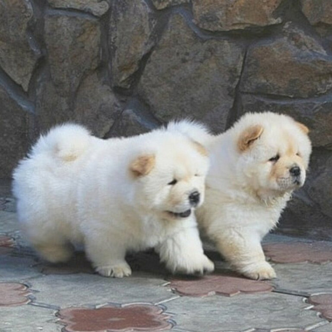 Chow-Chow-Welpen verfügbar Hannover - photo 1