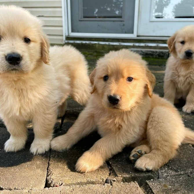 Gesunde Golden Retriever-Welpen Bremen - photo 1