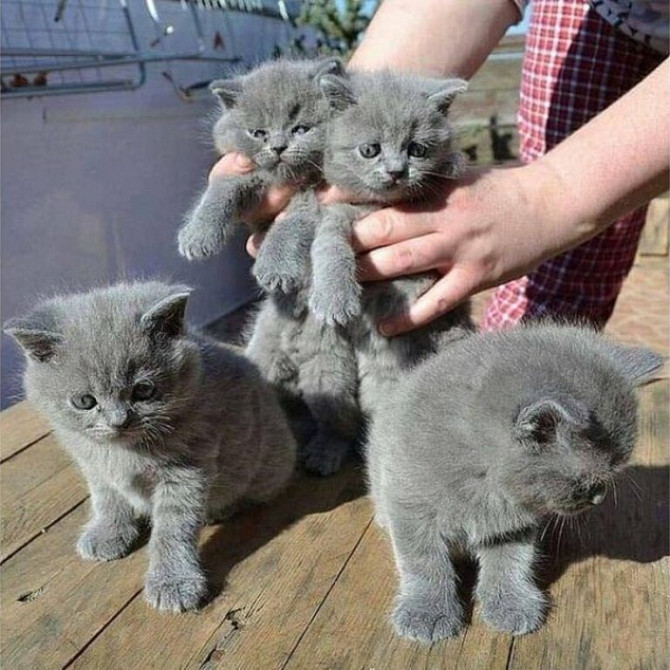 Gccf Champion Pedigree British Shorthair Kittens Ганновер - изображение 1