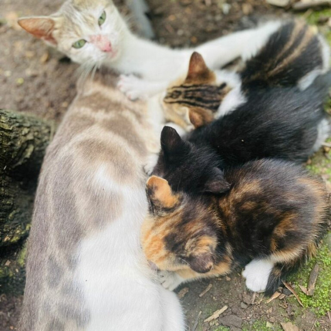 Sibirische Kätzchen zur Adoption verfügbar Saarbruecken - photo 1