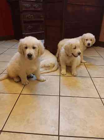 Golden Retriever Welpen Bremen