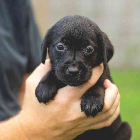 Labrador Retriever-Welpen (AKC-registriert) Mainz