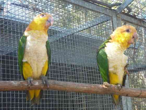 WHITE BELLIES CAIQUES Шверин