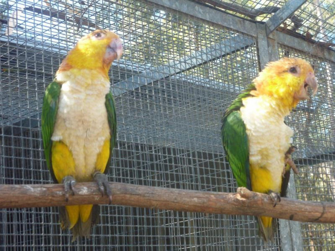 WHITE BELLIES CAIQUES Schwerin - photo 1