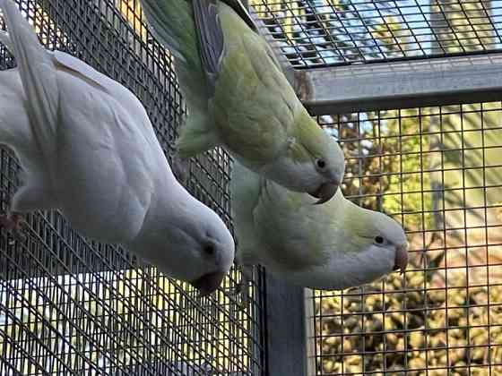 Quaker-Mutationsverkauf Wiesbaden