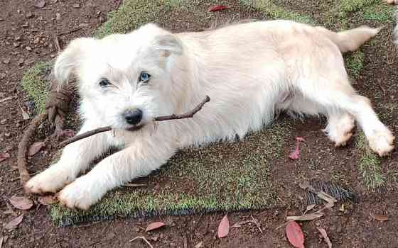 Border Collie x Lhasa Apso. Mainz