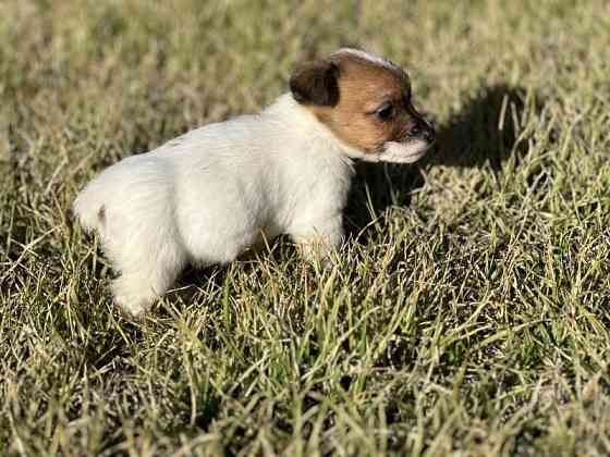 Jack Russell Welpen – jetzt bereit! Stummelschwänze! Wiesbaden