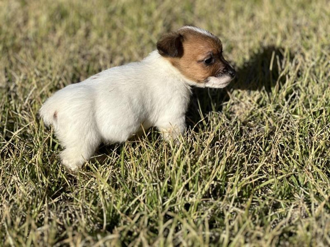 Jack Russell Welpen – jetzt bereit! Stummelschwänze! Wiesbaden - photo 1