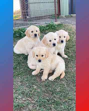 Golden Retriever Welpen Erfurt