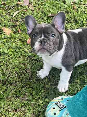 Atemberaubender, hochwertiger französischer Bulldoggenwelpe Dresden