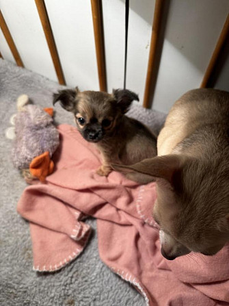 Männlicher Chihuahua mit langem Fell München - изображение 1