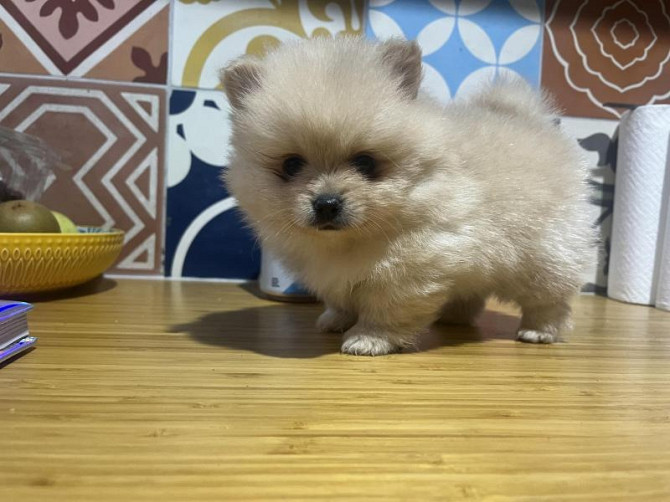 Männliche, winzige Toy-Pomeranian-Welpen Потсдам - изображение 1