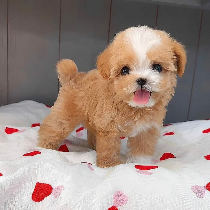 Entzückende Maltipoo-Welpen zu verkaufen Dresden - photo 1