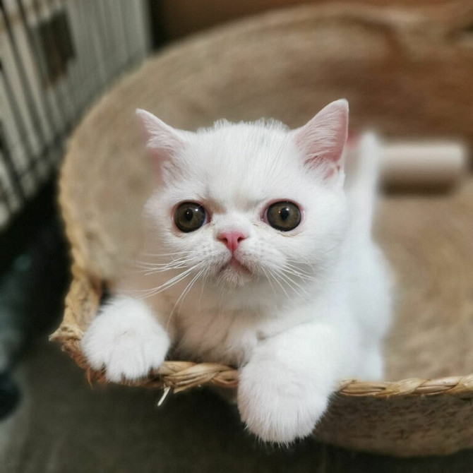 Reinweiße Perserkatze mit flachem Gesicht Stuttgart - photo 1