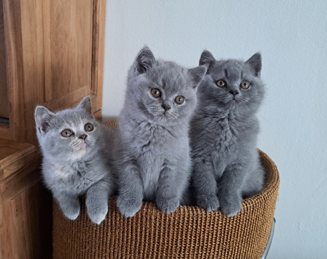 Blaue & lilafarbene Britisch Kurzhaarkätzchen zur Adoption. Hannover - photo 1