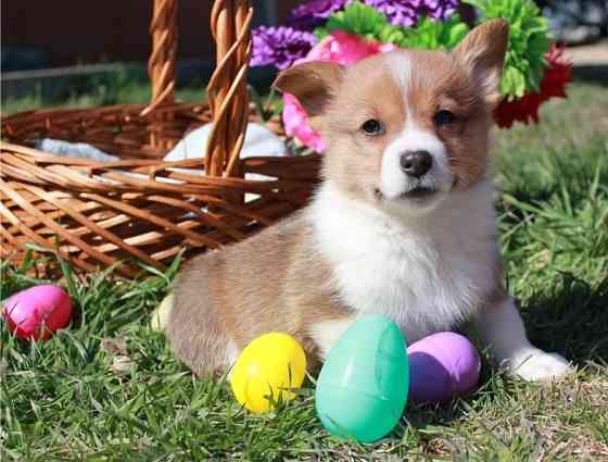 Pembroke Corgi Welpen Шверін