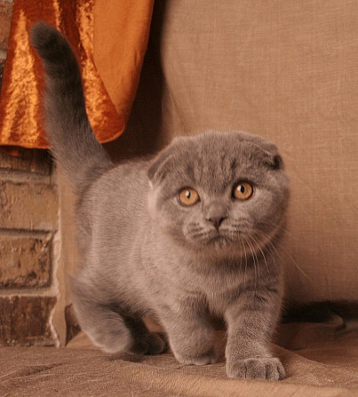 Scottish Fold Katze Hannover - изображение 3