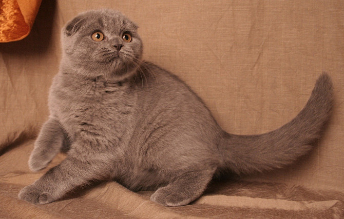 Scottish Fold Katze Hannover - изображение 1