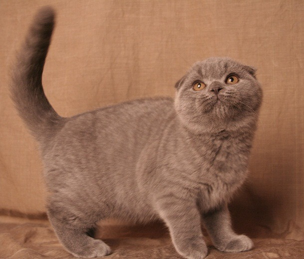 Scottish Fold Katze Hannover - изображение 2