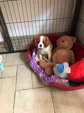 Cavalier King Charles Spaniel Шверін