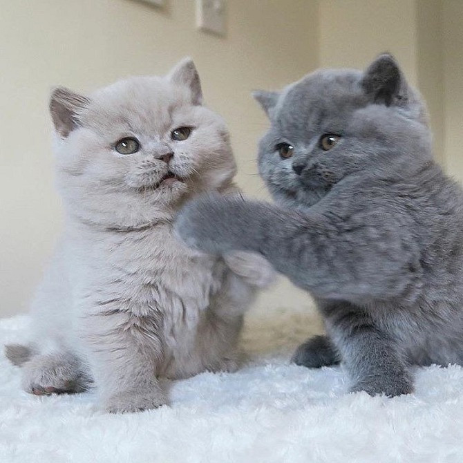 Blaue & lilafarbene Britisch Kurzhaarkätzchen zur Adoption. Stuttgart - photo 1