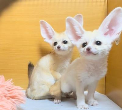 Fennec foxes Берлин - изображение 1