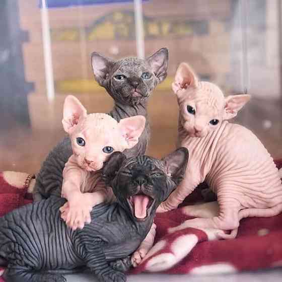 Sphynx kittens Берлін